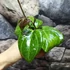 Kép 5/11 - Hoya 'Sarawak Cream'