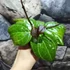 Kép 6/11 - Hoya 'Sarawak Cream'