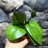 Kép 7/11 - Hoya 'Sarawak Cream'