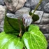 Kép 8/11 - Hoya 'Sarawak Cream'