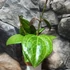 Kép 9/11 - Hoya 'Sarawak Cream'