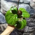 Kép 4/11 - Hoya 'Sarawak Cream'