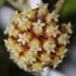 Kép 1/8 - Hoya sp. 'Sabah'