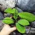 Kép 2/8 - Hoya sp. 'Sabah'