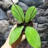 Kép 3/8 - Hoya sp. 'Sabah'