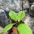 Kép 4/8 - Hoya sp. 'Sabah'
