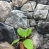 Kép 6/8 - Hoya sp. 'Sabah'