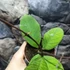 Kép 5/8 - Hoya sp. 'Sabah'