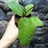 Kép 7/8 - Hoya sp. 'Sabah'