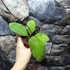 Kép 8/8 - Hoya sp. 'Sabah'