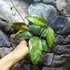 Kép 11/11 - Hoya 'Wayang Splash'