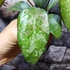 Kép 2/11 - Hoya 'Wayang Splash'