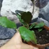 Kép 4/15 - Hoya waymaniae
