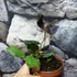 Kép 6/15 - Hoya waymaniae