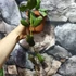Kép 7/15 - Hoya waymaniae
