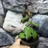 Kép 3/15 - Hoya waymaniae