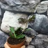 Kép 8/15 - Hoya waymaniae