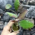 Kép 11/15 - Hoya waymaniae
