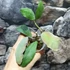 Kép 12/15 - Hoya waymaniae