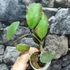 Kép 13/15 - Hoya waymaniae