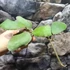 Kép 14/15 - Hoya waymaniae