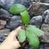 Kép 15/15 - Hoya waymaniae