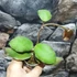 Kép 10/15 - Hoya waymaniae
