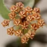 Kép 1/7 - Hoya sp. GPS-7240