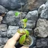 Kép 7/7 - Hoya sp. GPS-7240