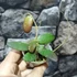 Kép 2/7 - Hoya sp. GPS-7240