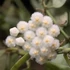 Kép 1/6 - Hoya lacunosa 'Mint'