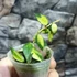 Kép 2/7 - Hoya lacunosa 'Variegata'