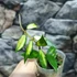 Kép 3/7 - Hoya lacunosa 'Variegata'