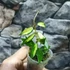 Kép 4/7 - Hoya lacunosa 'Variegata'