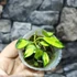 Kép 5/7 - Hoya lacunosa 'Variegata'