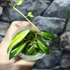 Kép 6/7 - Hoya lacunosa 'Variegata'
