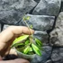 Kép 7/7 - Hoya lacunosa 'Variegata'