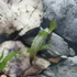 Kép 4/5 - Hoya globulifera
