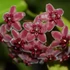 Kép 1/5 - Hoya globulifera