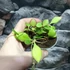 Kép 4/5 - Hoya carmelae