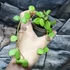 Kép 5/5 - Hoya carmelae