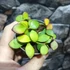 Kép 2/5 - Hoya carmelae
