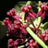 Kép 1/5 - Hoya carmelae