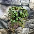 Kép 2/4 - Hoya curtisii akasztós cserépben