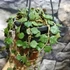 Kép 3/4 - Hoya curtisii akasztós cserépben