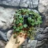 Kép 4/4 - Hoya curtisii akasztós cserépben