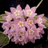 Kép 1/5 - Hoya thomsonii 'Pink'