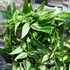 Kép 2/7 - Hoya Bella