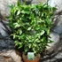 Kép 6/7 - Hoya Bella