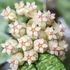Kép 1/8 - Hoya crassipetiolata 'Splash Round Leaf'